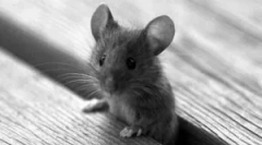 Ultrazvukový škodca repeller repeller